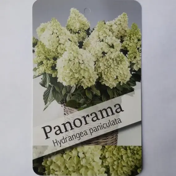 Гортензия метельчатая Панорама, изображение 2