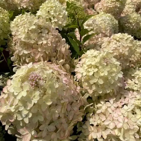 Гортензия метельчатая Икс лайт, изображение 2