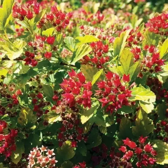 Пузыреплодник калинолистный Мэджикал Рэспберри Лимон, изображение 2