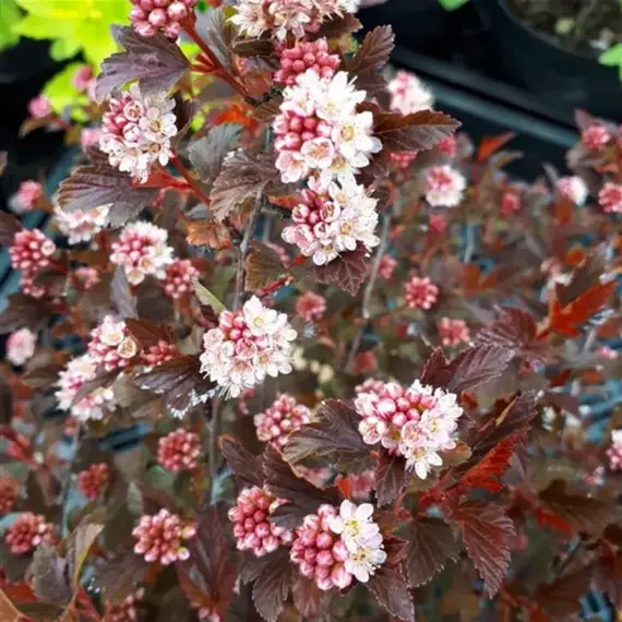 Пузыреплодник калинолистный Мэджикал Свит Черри Ти, изображение 3