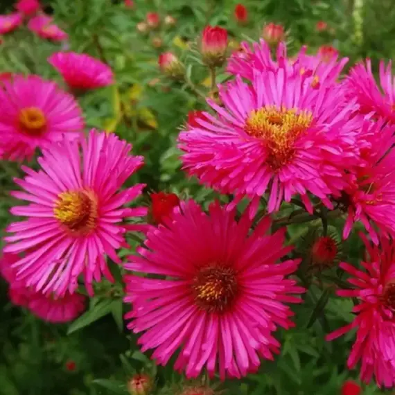 Астра Анденкен ан Альма Пёчке, изображение 2