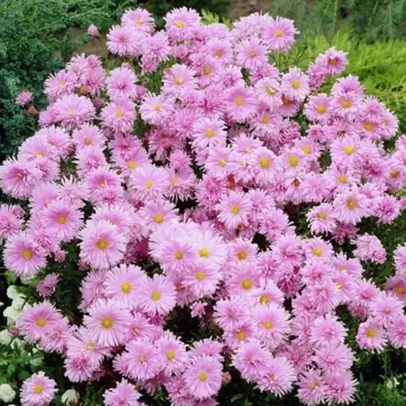 Астра Феллоушип, изображение 2