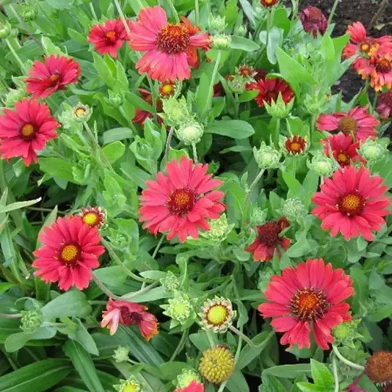 Гайлардия Бургундер, изображение 2