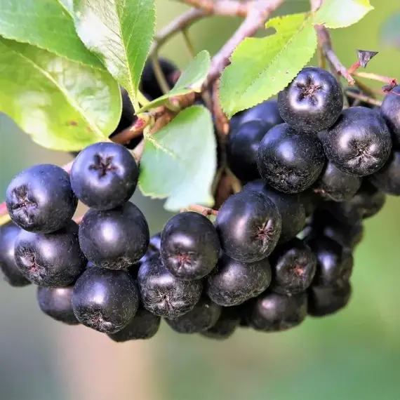 Арония сливолистная (черноплодная рябина) Неро, изображение 2