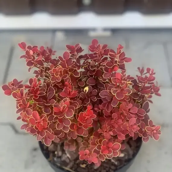 Барбарис тунберга Ред Хот Чили, изображение 3