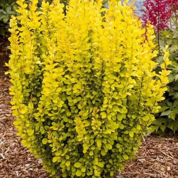 Барбарис тунберга Торч дОр, изображение 2