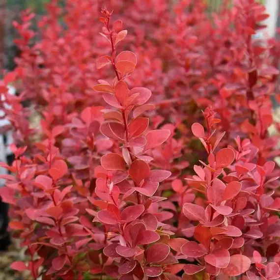 Барбарис тунберга Венис, изображение 2