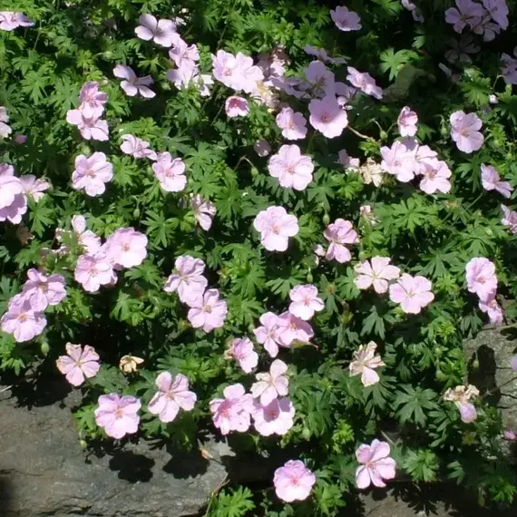 Герань кроваво-красная Визион Пинк, изображение 2