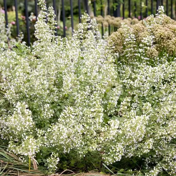 Душевик котовниковый Вайт Клауд, изображение 2