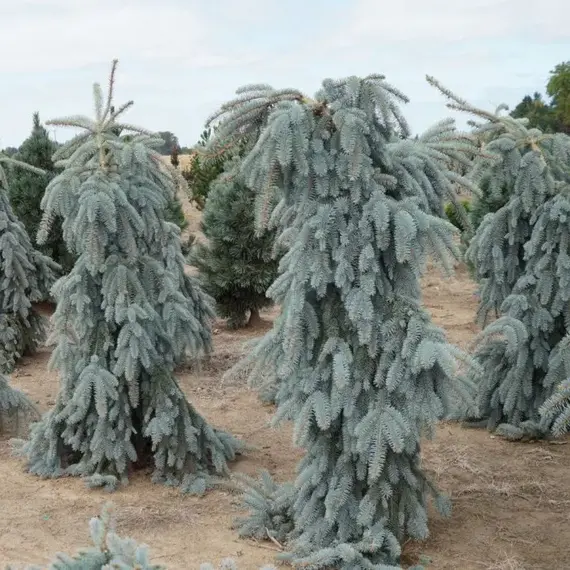 Ель колючая Глаука Пендула, изображение 2