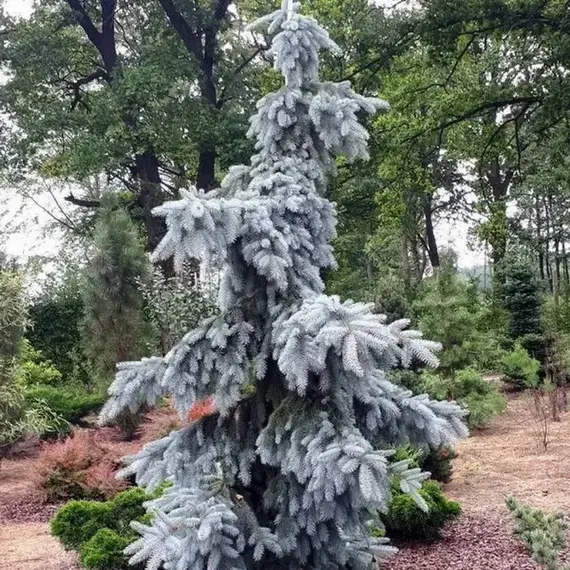 Ель колючая Глаука Пендула, изображение 3