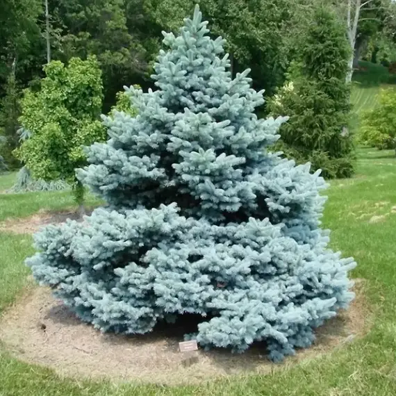 Ель колючая Монтгомери, изображение 3