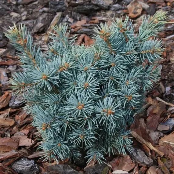 Ель колючая Томек, изображение 2