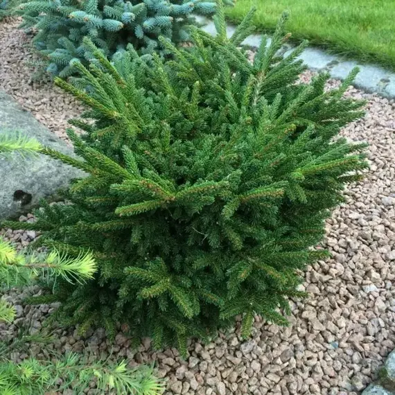 Ель обыкновенная Фор Виндз, изображение 2