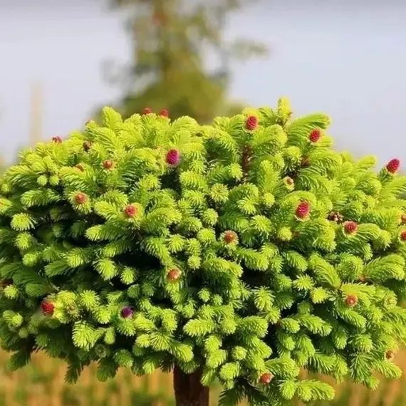 Ель обыкновенная Уайлд Строберри, изображение 3