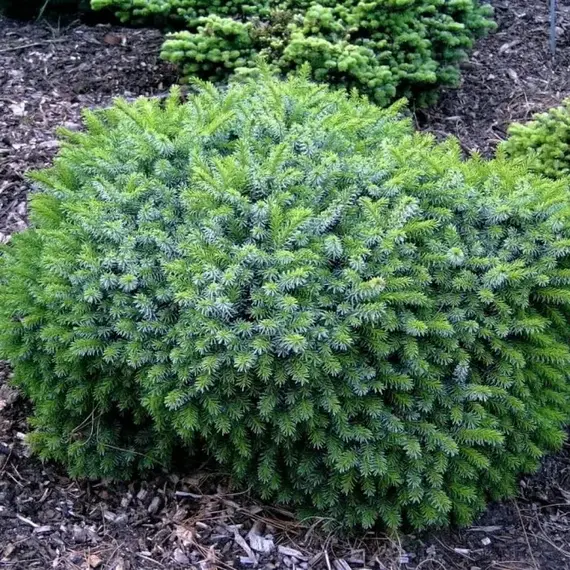 Ель сербская Тремония, изображение 2