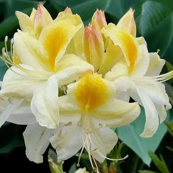 Азалия Норзерн Хайлайтс, изображение 2