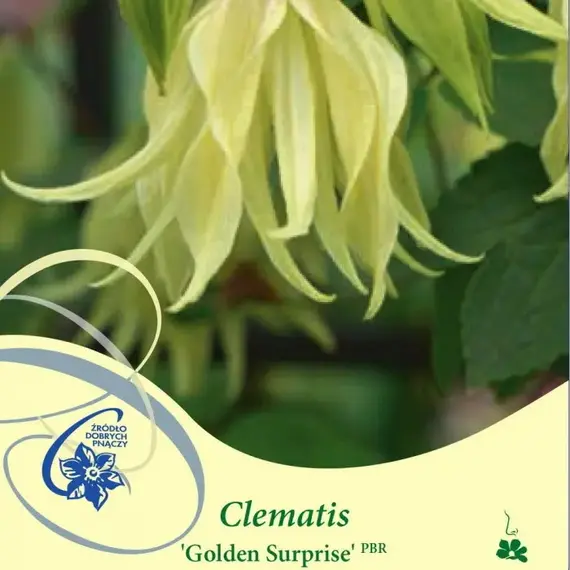 Клематис Голден Сюрпрайз (княжик), изображение 2