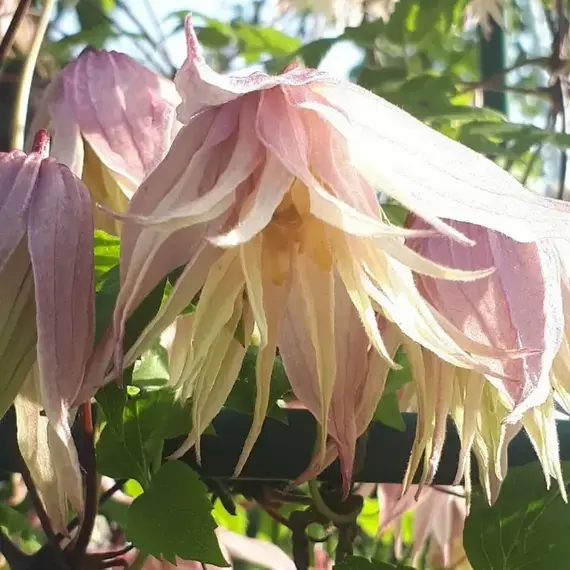 Клематис Пинк Свинг (княжик), изображение 2