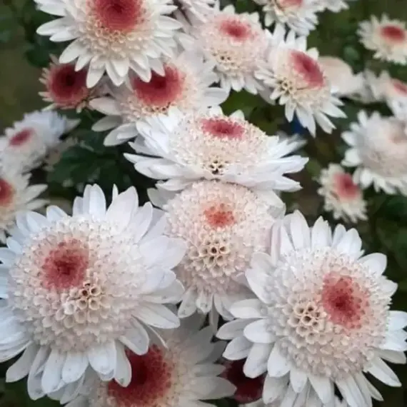 Хризантема корейская Медея, изображение 2