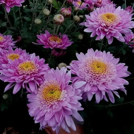 Хризантема корейская Метеорит, изображение 2