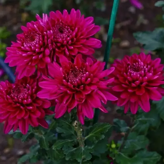 Хризантема садовая Ягуар Пурпл, изображение 2