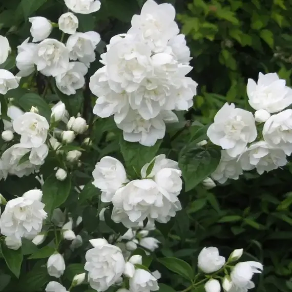 Чубушник Зоя Космодемьянская, изображение 2