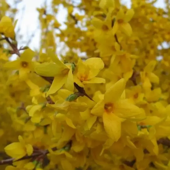 Форзиция промежуточная Голдзаубер, изображение 2