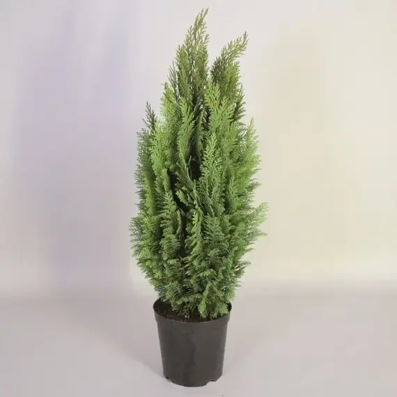 Кипарисовик Лавсона Элвудс Эмпайр, изображение 2