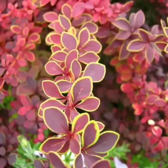 Барбарис тунберга Голден Ринг, изображение 2