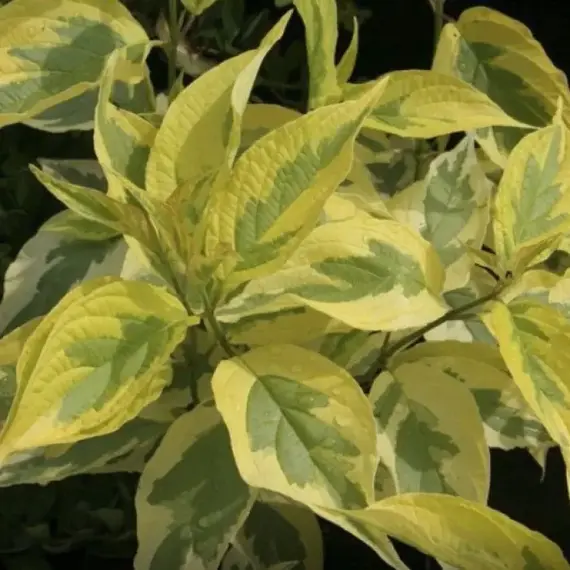 Дерен белый Гоучалти, изображение 2