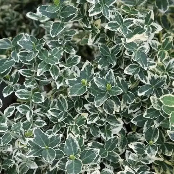 Бересклет форчуна Эмеральд Гаети, изображение 2