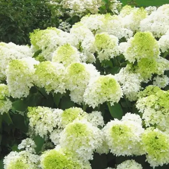Гортензия метельчатая Литл Лайм, изображение 2