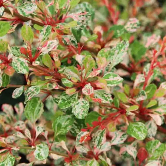 Барбарис тунберга Сильвер Бьюти, изображение 2