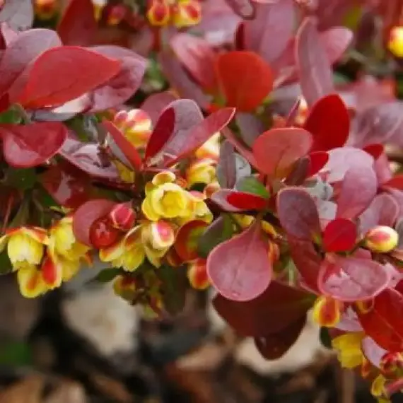 Барбарис тунберга Атропурпуреа Нана, изображение 2