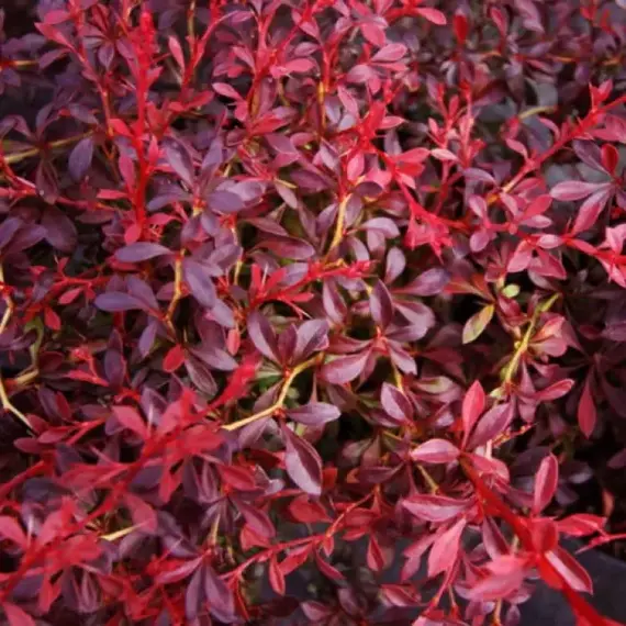 Барбарис тунберга Ред Дрим, изображение 2