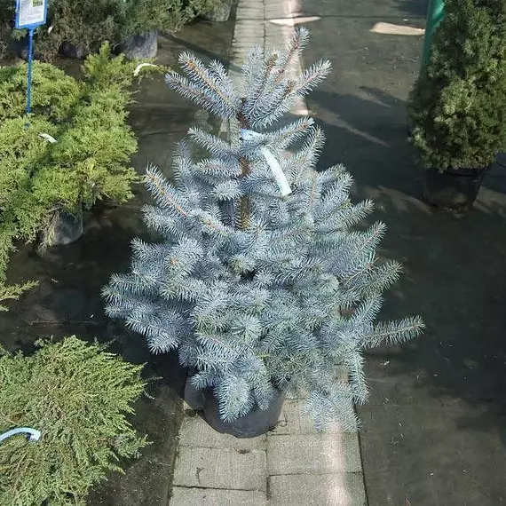 Ель колючая Блю Даймонд, изображение 2