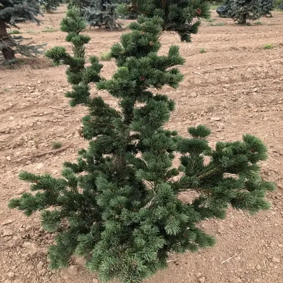 Ель колючая Лаки Страйк, изображение 3
