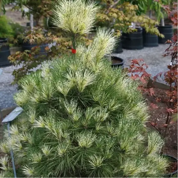 Сосна густоцветковая Окулус-драконис, изображение 2