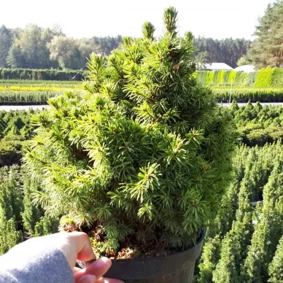 Ель сизая (канадская) Альберта Глоб, изображение 2