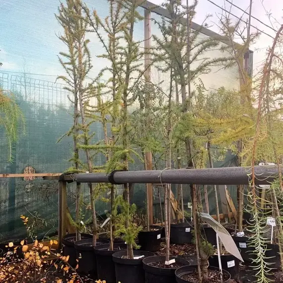 Лиственница Кемпфера Якобсен Пирамид, изображение 2