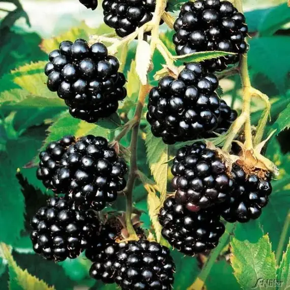 Ежевика Блэк Сатин, изображение 2