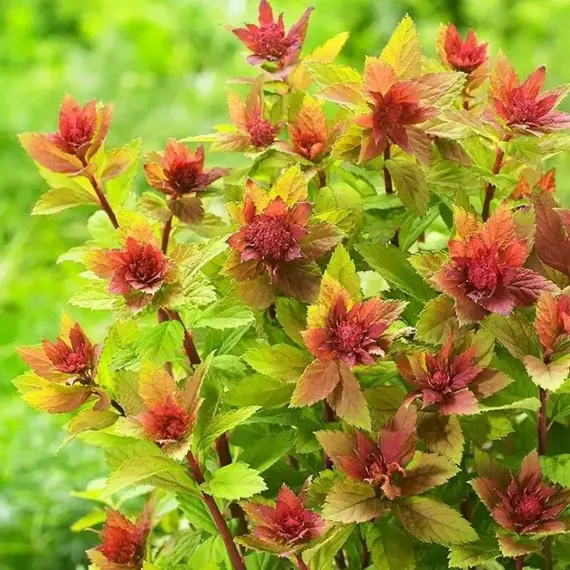 Спирея японская Спарклинг Шампэйн, изображение 2