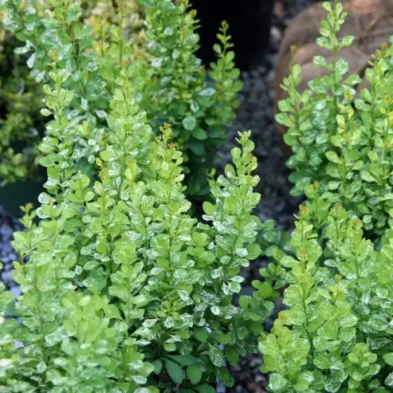 Барбарис тунберга Поуввов, изображение 2