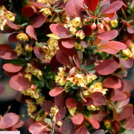 Барбарис тунберга Ред Пиллар, изображение 2