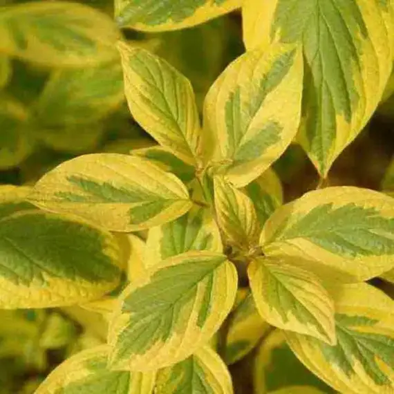 Дерен белый Спаети, изображение 2