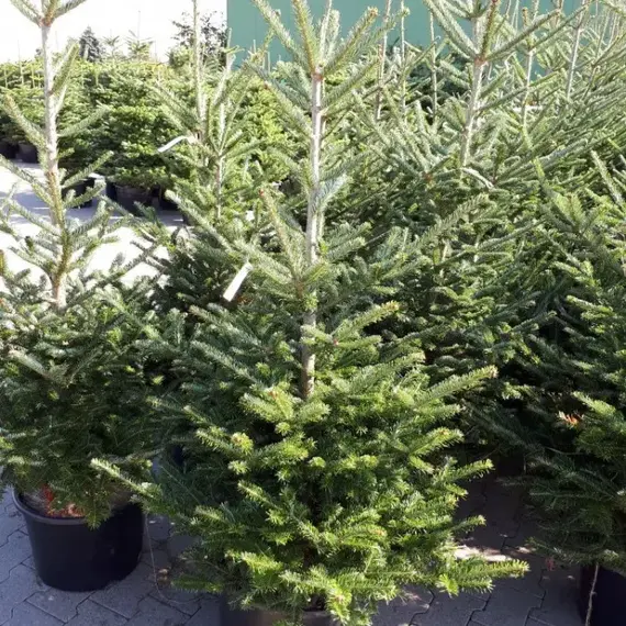 Пихта Фразера, изображение 2