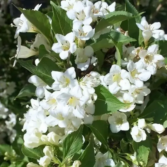 Вейгела цветущая Бристол Сноуфлейк, изображение 2