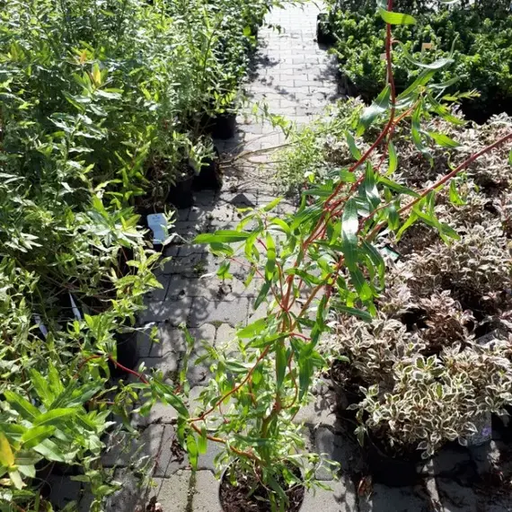 Ива матсудана Тортуоза, изображение 2