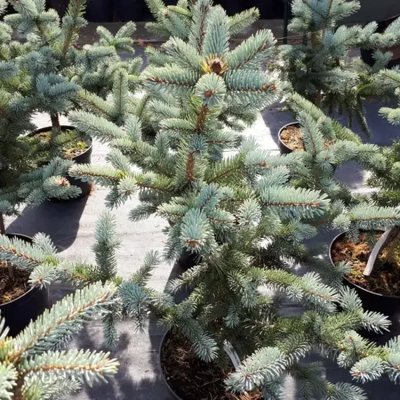 Ель колючая Ольденбург, изображение 2